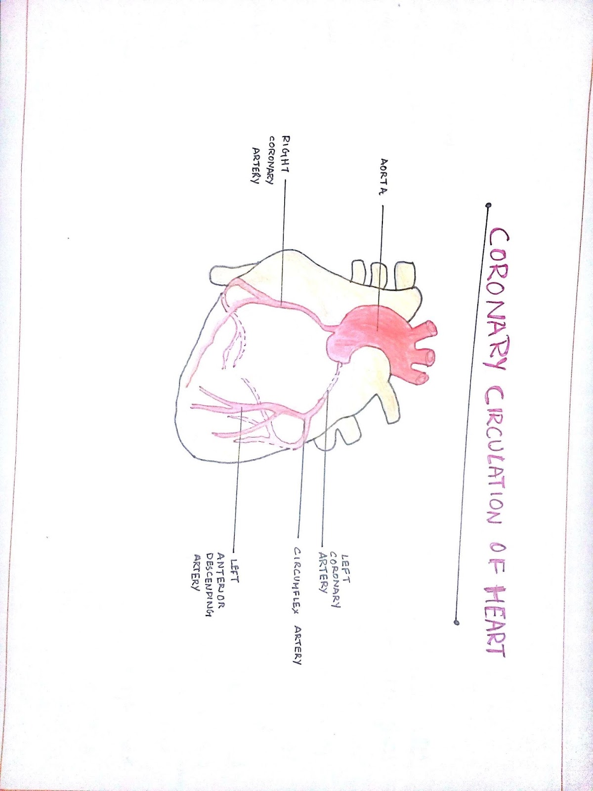 Anatomy Diagram Book