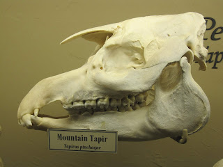 Dağ tapiri kafatası