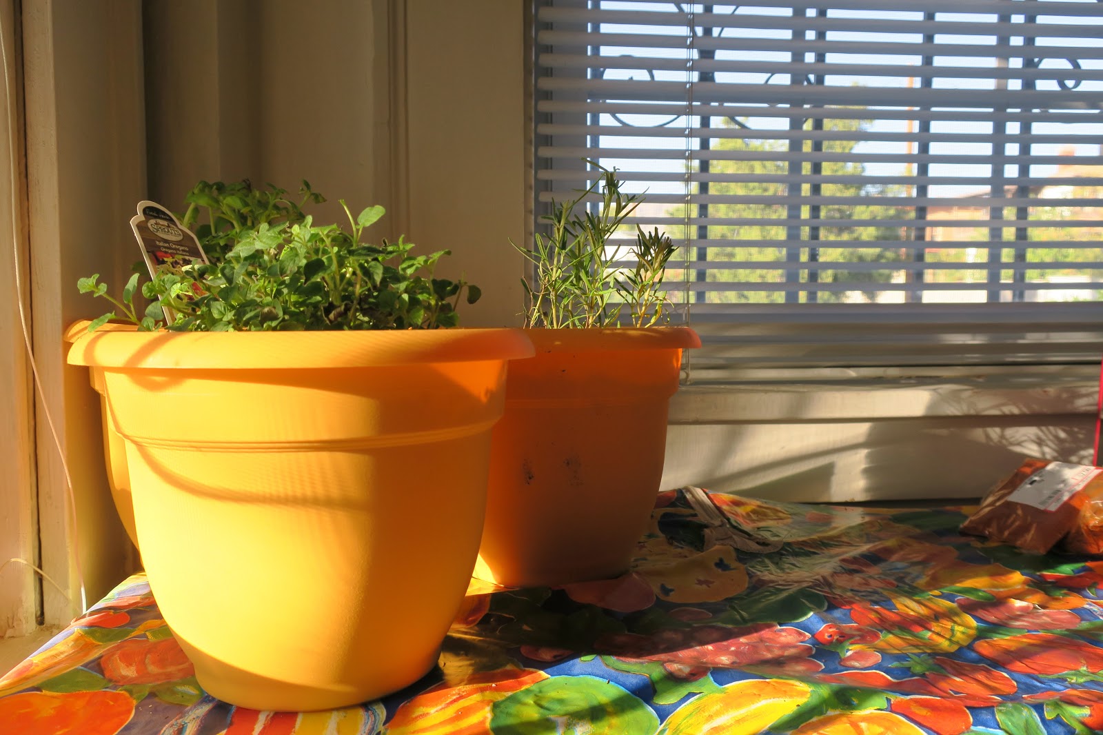 Living Rootless El Paso An Herbal Experiment