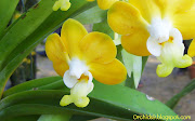 Vanda denisoniana Orchid Flowers Pictures (vanda denisoniana orchid flowers pictures )