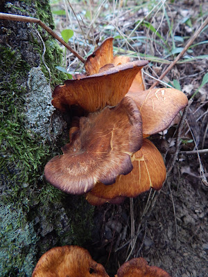 Omphalotus olearius 100