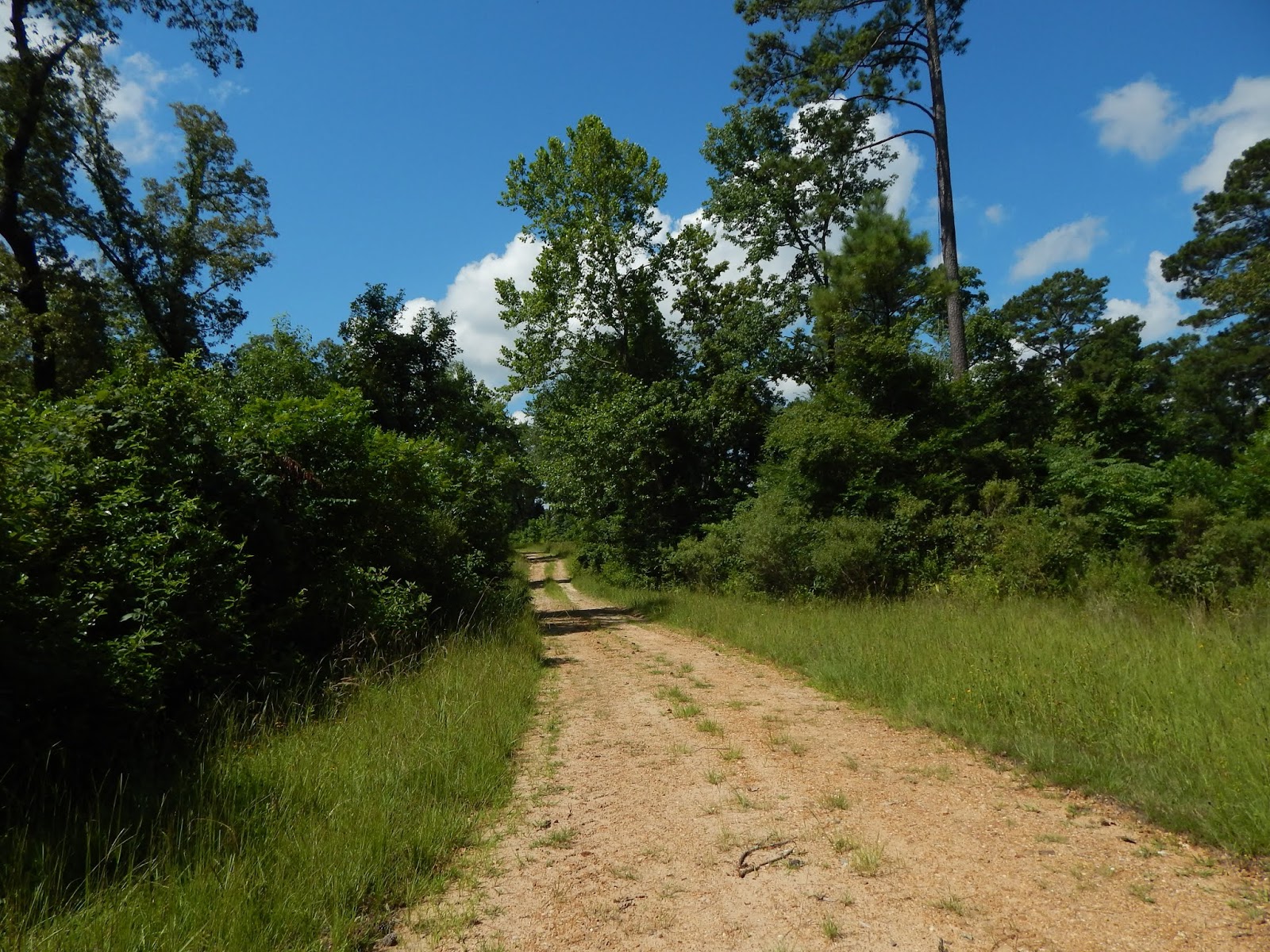 Central Louisiana Birding & Wildlife Sicily Island Hills, Catahoula Parish June and July, 2019