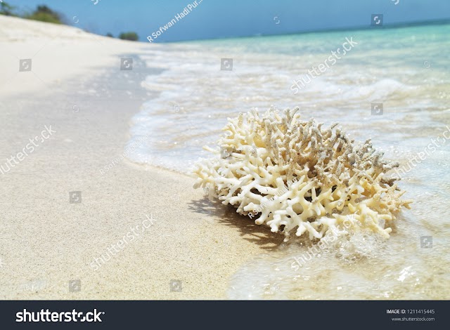Royalty free stock photo - The natural beach - Image 