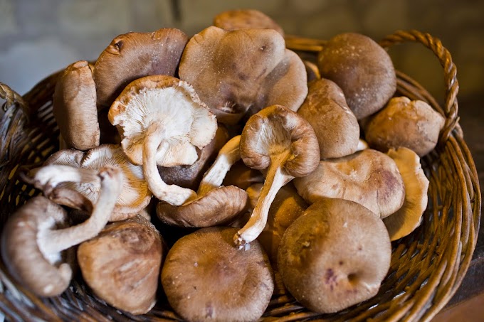 Mushroom Spawn online Flipkart | Edible & medicinal mushrooms | Biobritte mushroom center 
