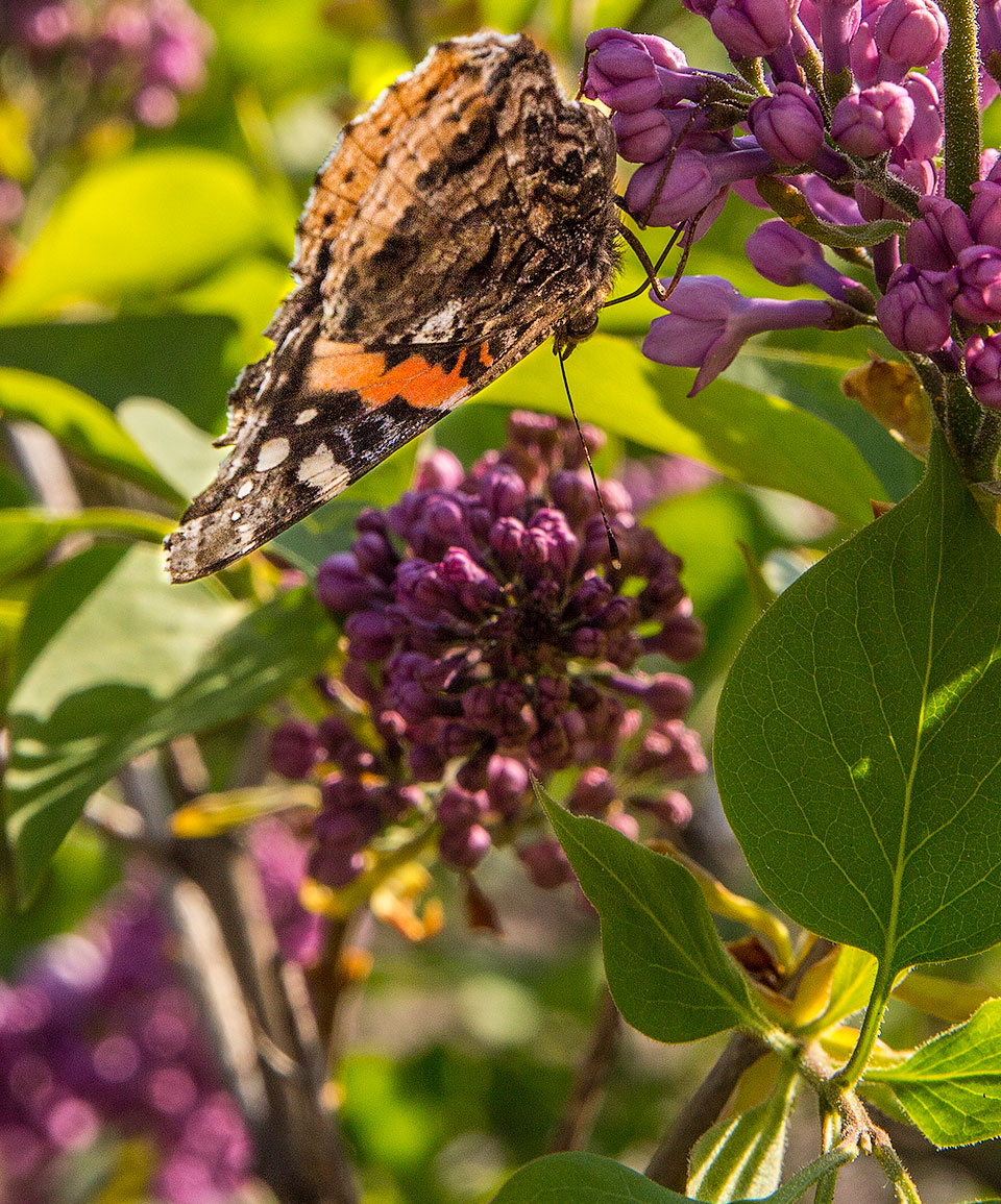 Gowganda Views Butterfly feeding on lilacs