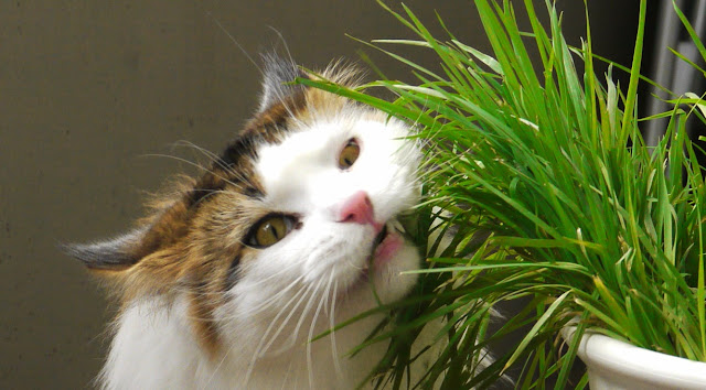 Kenapa ya Kucing Suka Makan Rumput? Hmm.. Ternyata Ini Sebabnya