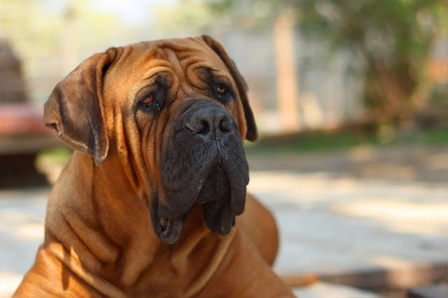 10 Dog Breeds with the Biggest Heads