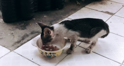 Mengajak seekor anak kucing masuk ke teras rumahku untuk makan #dirumahaja.