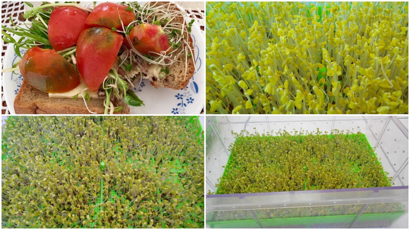 青花椰菜苗｜種植青花椰菜苗的好處及如何種植青花椰菜苗