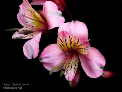 Orquídeas no Apê: Astromélia - Alstroemeria híbrida