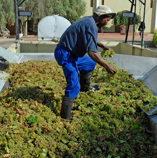 South Africa grapes are loaded into the bin before pulping at the Orange River Wine Cellars