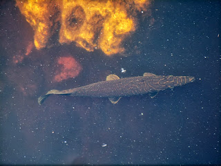 Florida Gar Florida Gar
