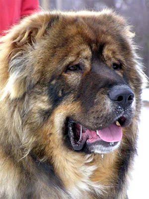 Russia - yesterday, today and tomorrow: Some peculiar Russian dog breeds