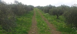 مكافحة الأعشاب الضارة في حقول أشجار الزيتون