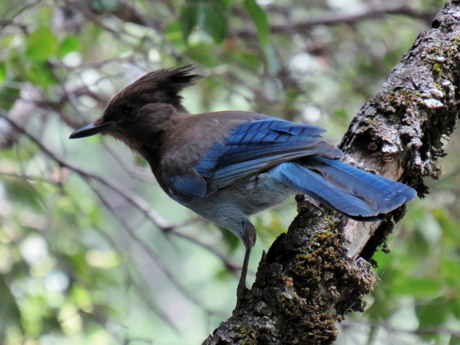 Birds of the Sierra: Steller's Jay