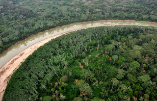 Negara-Negara dengan Luas Hutan Terbanyak di Dunia