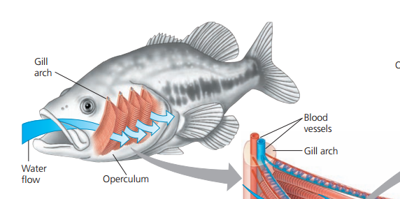 Ikan Mujair (Oreochromis mossambicus) Morfologi Klasifikasi Anatomi Habitat