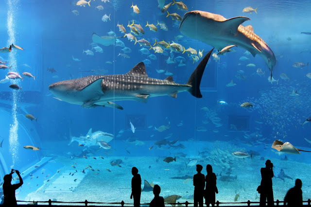 Day 1: Osaka Aquarium Kaiyukan