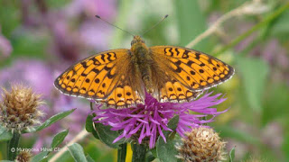 Argynnis (Fabriciana) niobe male DSC164114