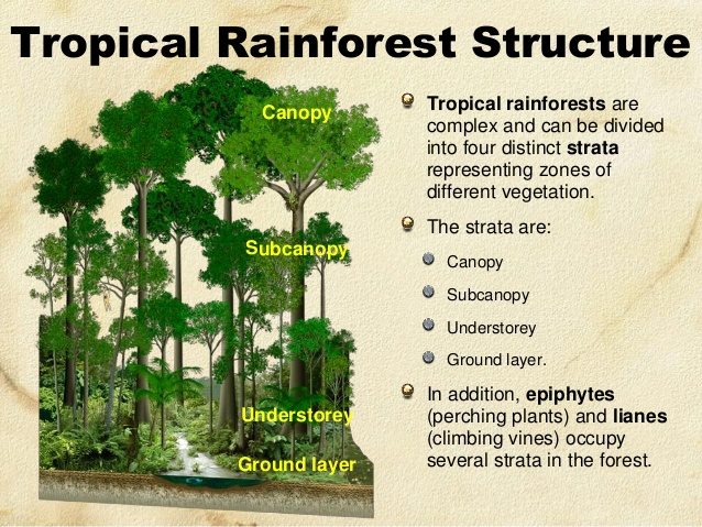 Struktur Vertikal Hutan Hujan Tropis