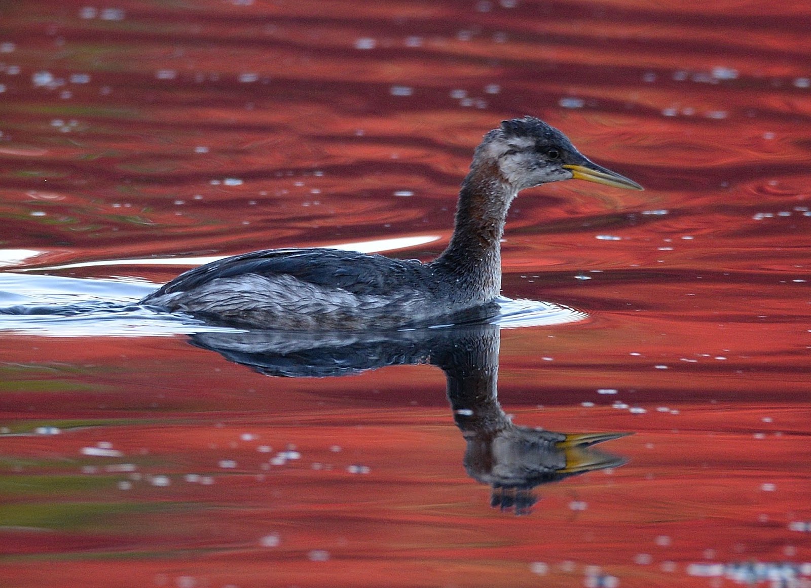 South Wales Birding.: Juv Red necked grebe ,Roath park lake.