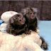 2 monos tití juguetones para la adopción