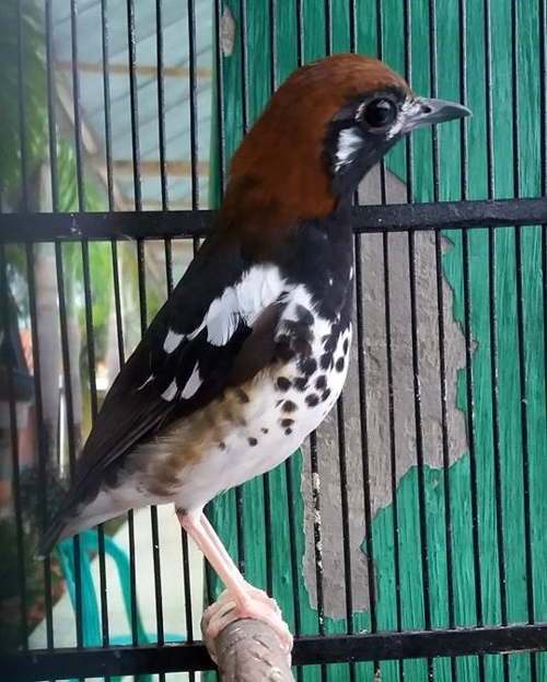 Perawatan Jenis Jenis Burung Anis Pada Saat Mabung Hewan Ternak