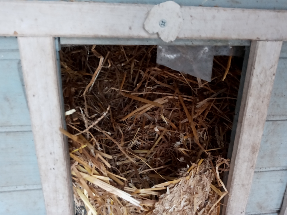 Cat Adoption Guide: Wheat Straw is Best for Outdoor Cat Houses
