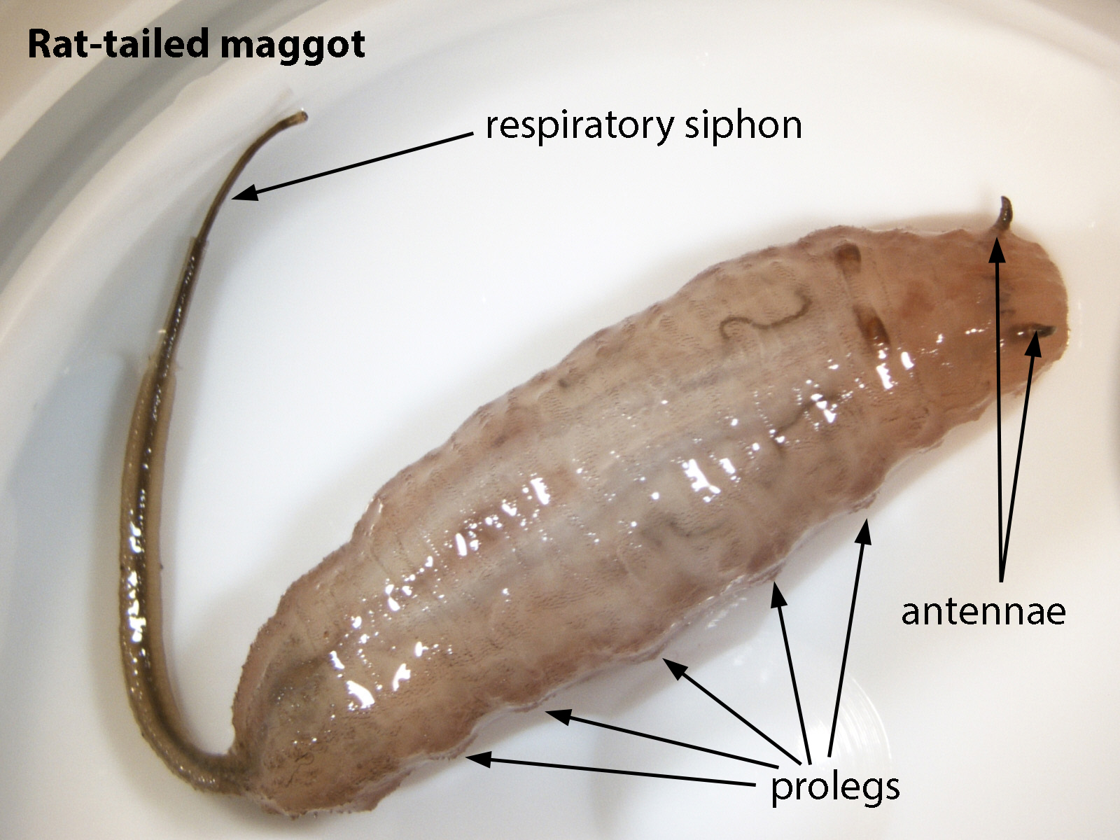 Rat Tailed Maggot / Rat Tailed Maggot Fly Palpada Sp . 