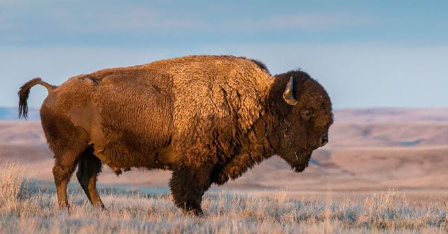8 Hewan Terbesar Di Dunia Yang Masih Hidup