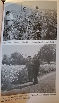 Top: Gösta together with Stig Blixt and his family in maize field. Bottom: Gösta together with Gunnar Weibull who loaned him money for his own nursery. (Olsson & Jonason - Gösta Caroli: Dubbelagent Summer) Top: Gösta together with Stig Blixt and his family in maize field. Bottom: Gösta together with Gunnar Weibull who loaned him money for his own nursery. (Olsson & Jonason - Gösta Caroli: Dubbelagent Summer)