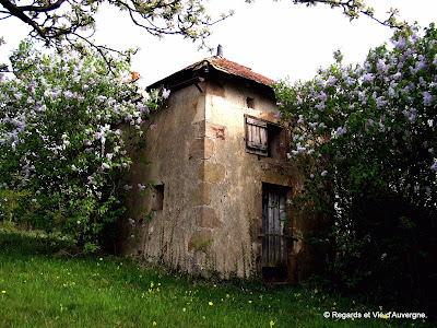 Cabane et lilas en fleurs