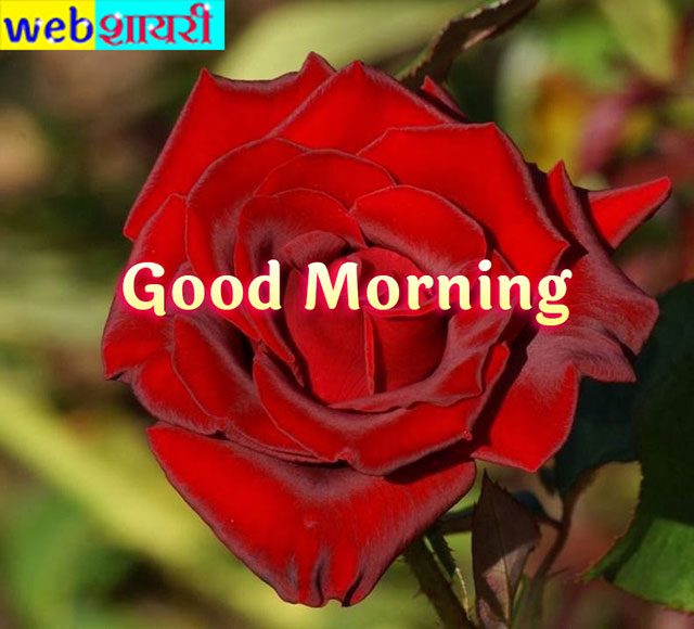 good morning red flower,good morning message in rose,
