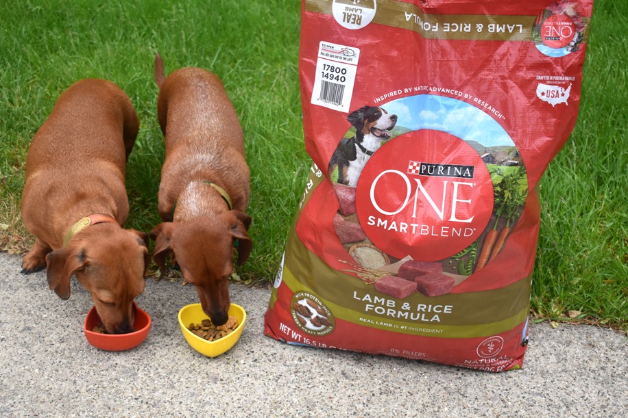 How to Keep Your Dog Feeling Their Best this Summer The Nutritionist