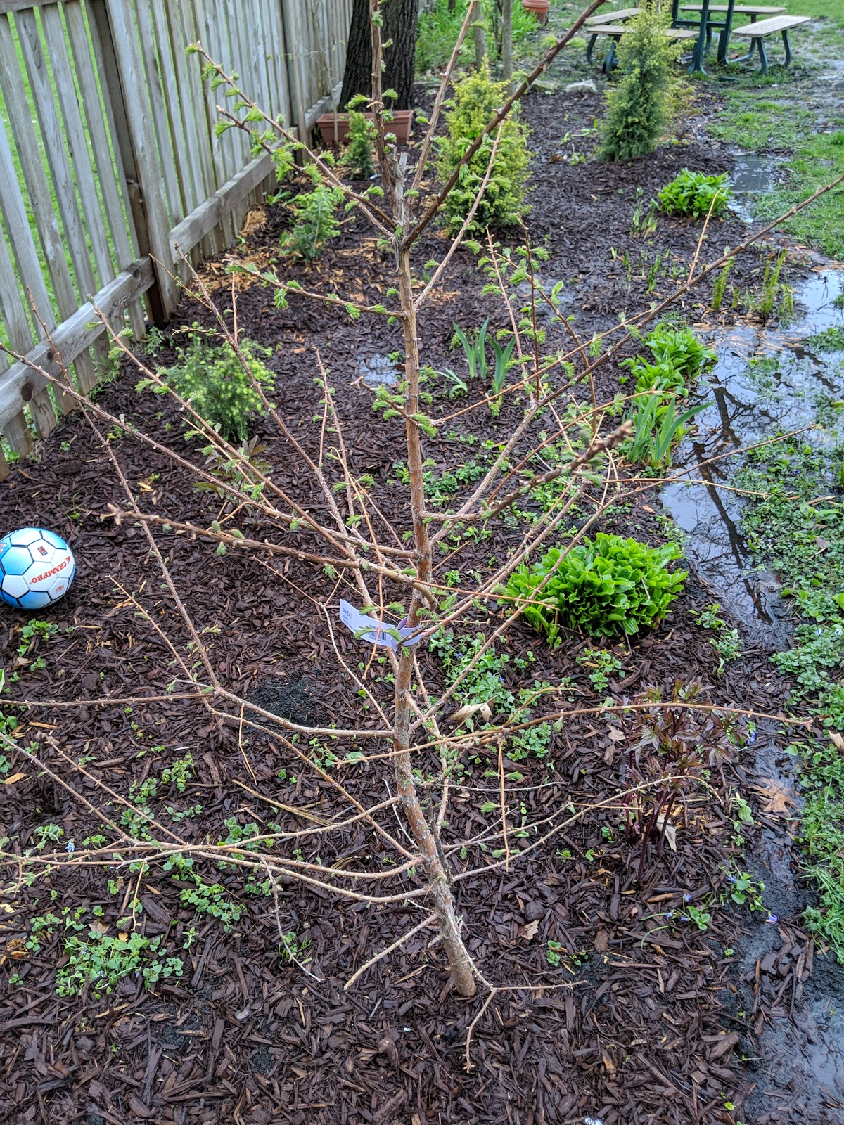 Dawn Redwood Needle Budding Spring 2019