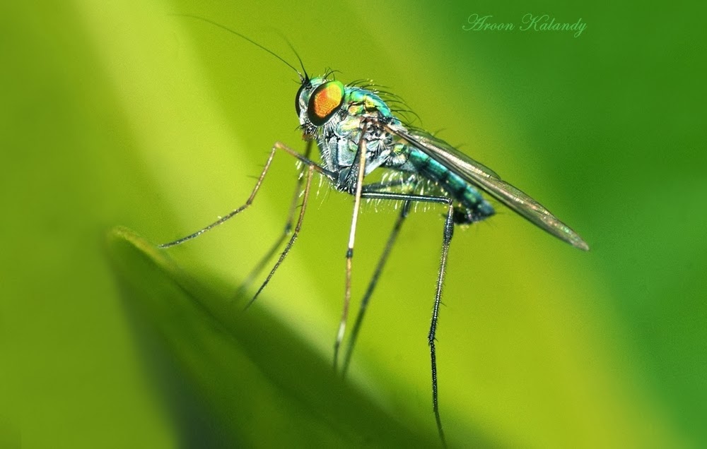 School Of Digital Photography Macro Photography Using Extension Tubes