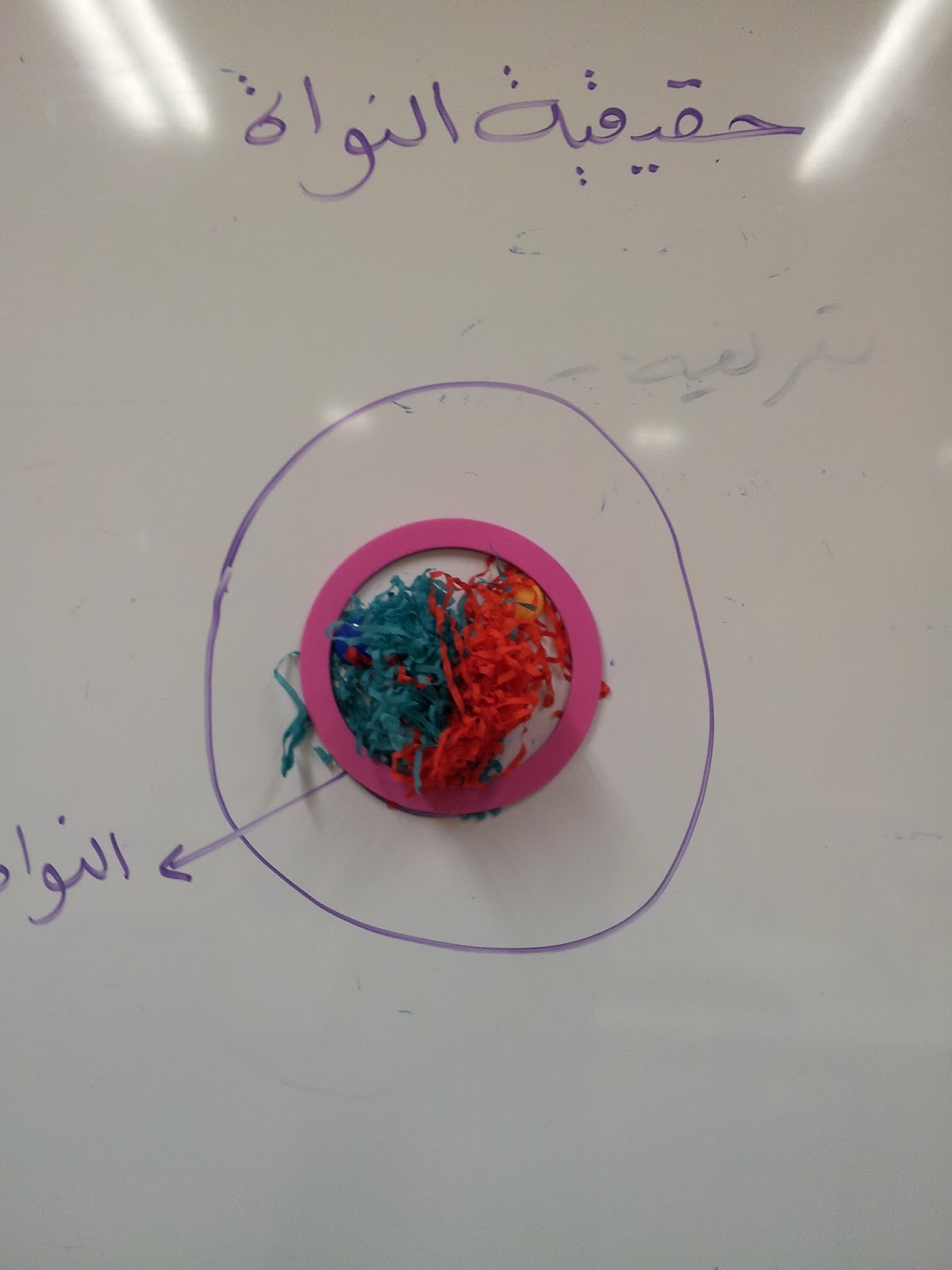 في الخلية الحيوانية لاتحتوي على