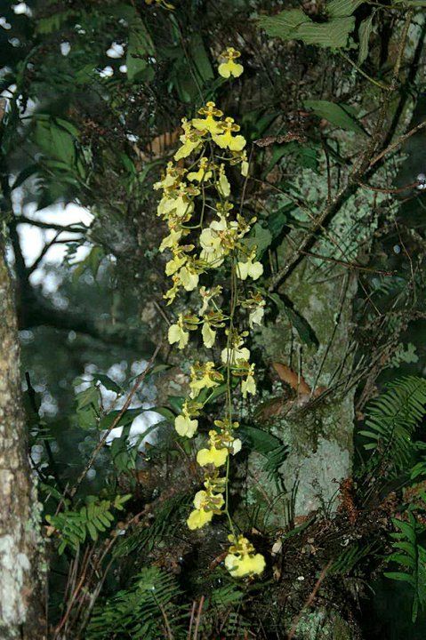 Grow and care Oncidium oblongatum orchid - The Slanting Oncidium ...