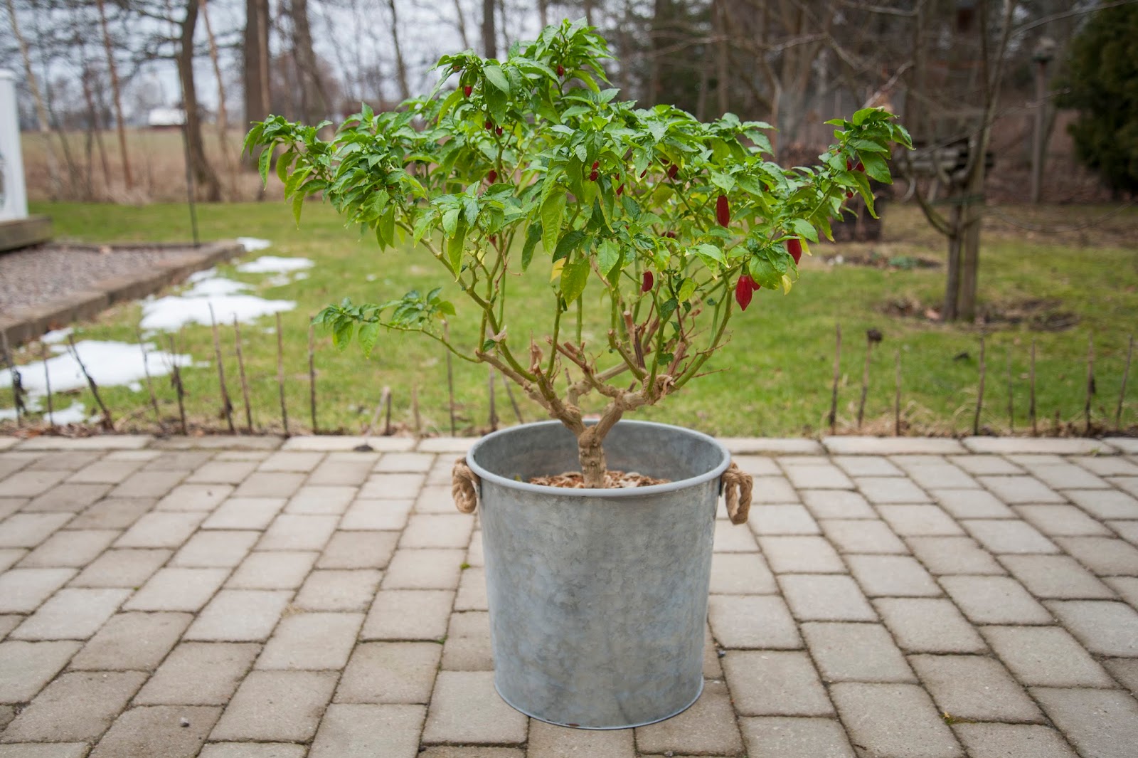 Växthusliv Make over av chiliplantor