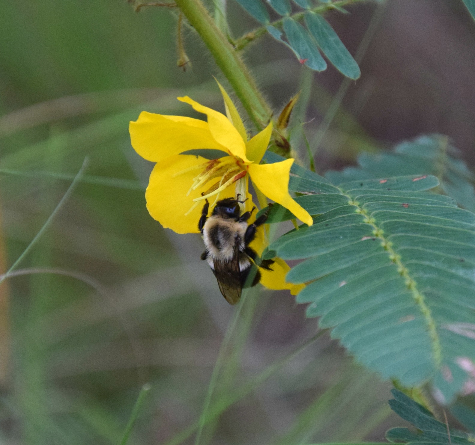 Using Native Plants Native Plants for Native Bees