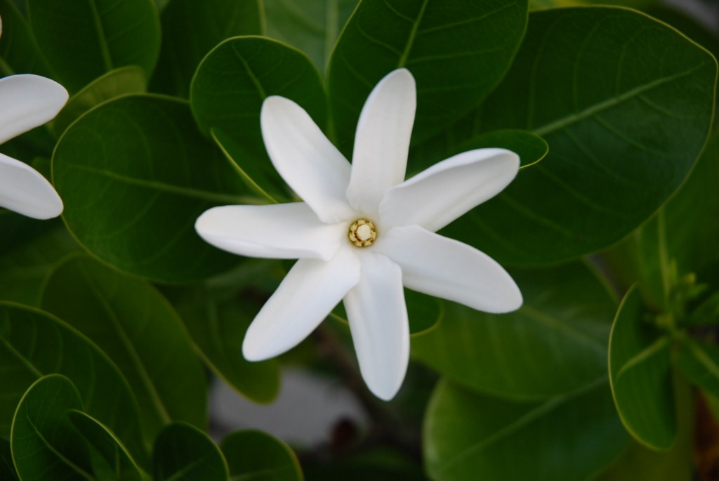 Gardenia taitensis - Tahitian gardenia - Tiare flower care and culture |  Travaldo's blog