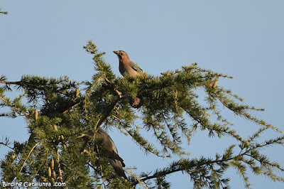 Gaig (Garrulus glandarius)