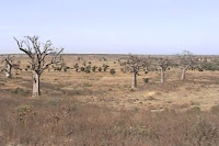 Sénégal-la brousse