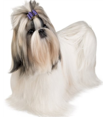 Shear Perfection: Shih Tzus: the spunky, lovable breed!