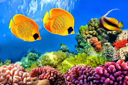 coral reef fish hd wallpapers colorful reefs earth tropical