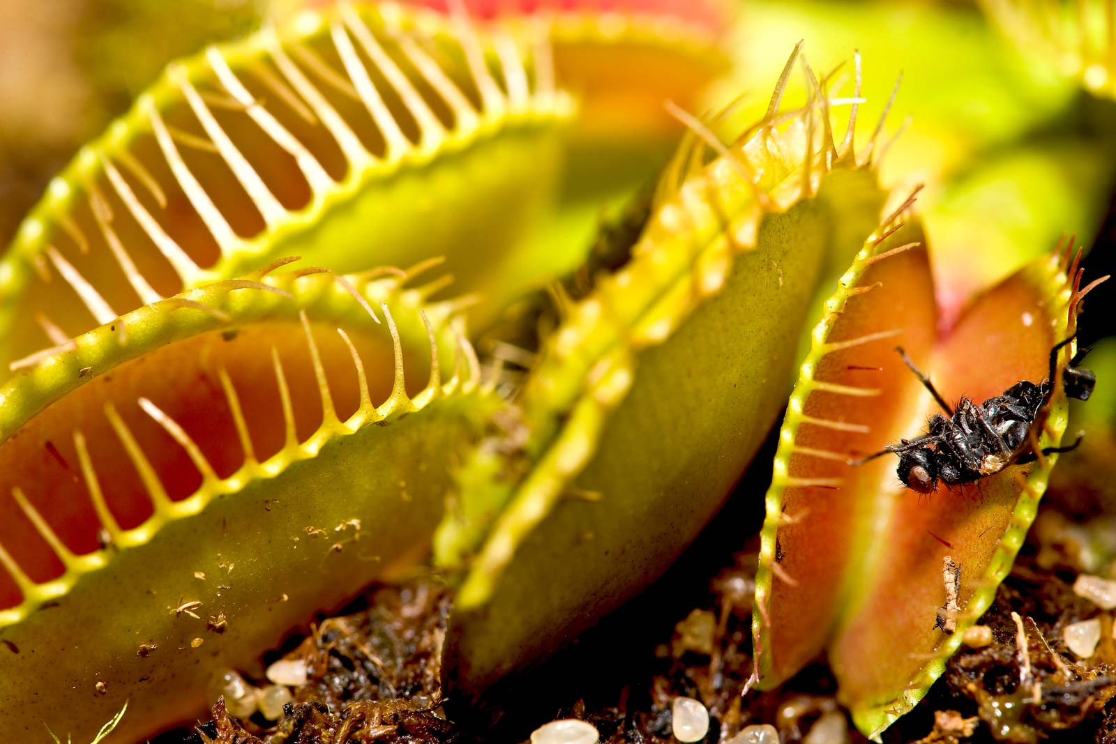 Can Plants Feel Pain Like Animals? Behind the Neuroscience