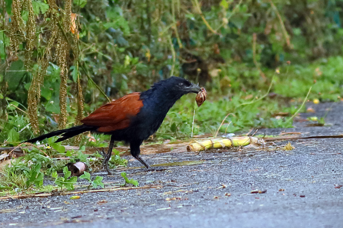 Birds and Nature Photography Raub Greater Coucal eats Garden Snail