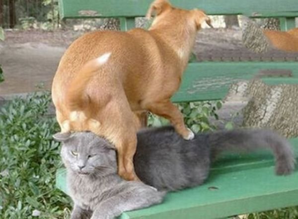 hunde hunde