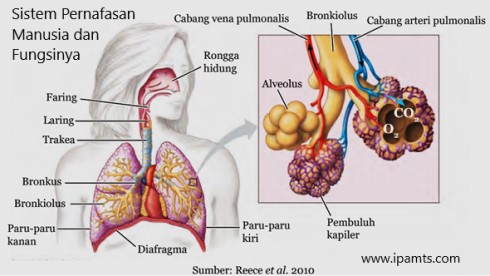 Sistem Pernafasan Manusia Dan Fungsinya