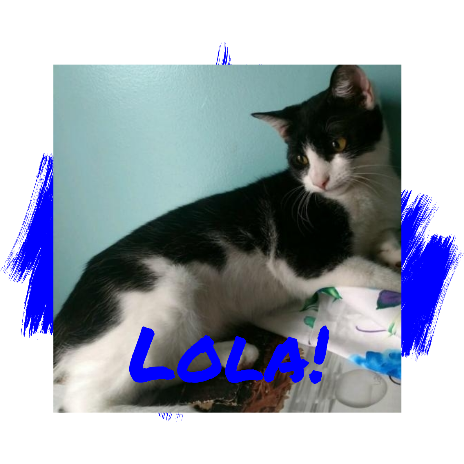 Friday's Friend! Cat Adoption, PetConnect Rescue from the Dog's Paw